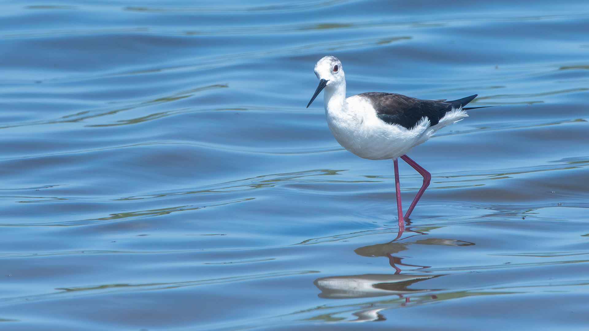 Black-winged Stilt